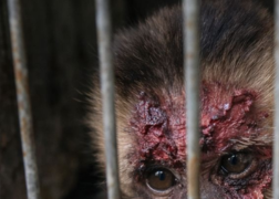 HQ Vida Livre, um Sonho Animal - educação ambiental e preservação da fauna