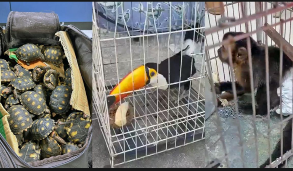 Comic Book Free Life, an Animal Dream - CEA educational program